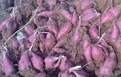 紫薯的育苗技术有哪些 紫薯的育苗技术