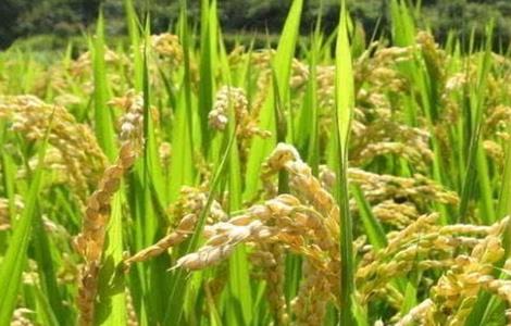 水稻提前成熟的方法 水稻促早熟方法