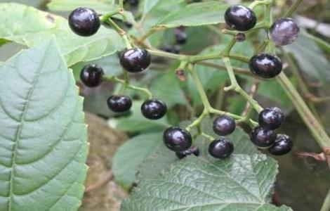 乌蔹莓的栽培技术 乌蔹莓病害