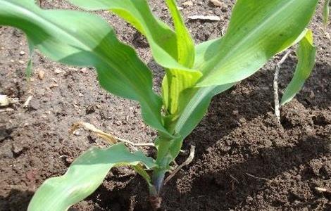 玉米肥害的典型症状 玉米肥害症状及挽救方法