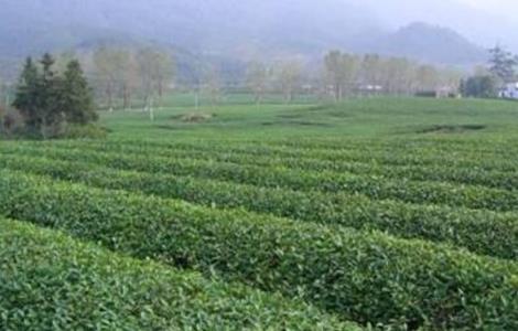 毛尖茶种植需要什么条件 毛尖茶的种植管理要点
