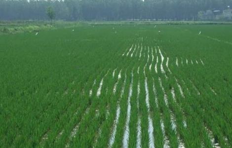 水稻灌溉技术 水稻灌溉技术规程