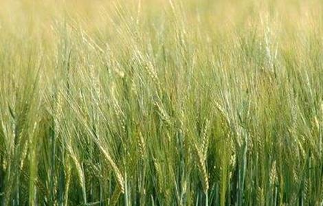 大麦种植条件 大麦种植注意事项