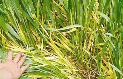 小麦黄化原因及防治方法