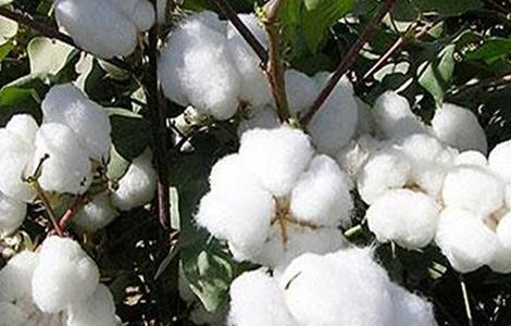棉花的生长环境 棉花的生长环境和条件