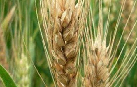 小麦后期死穗的原因 小麦死穗原因及防治措施