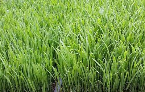 水稻的育苗移栽技术要点 水稻的育苗移栽技术