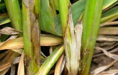 如何防治小麦纹枯病 防治小麦纹枯病最新农药