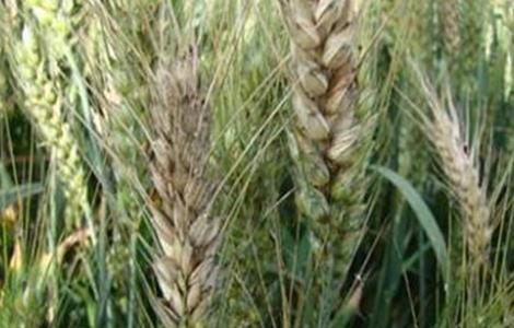 小麦赤霉病防治措施 小麦赤霉病防治措施