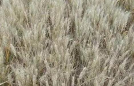 小麦干热风防治措施 小麦干热风害的发生与防治