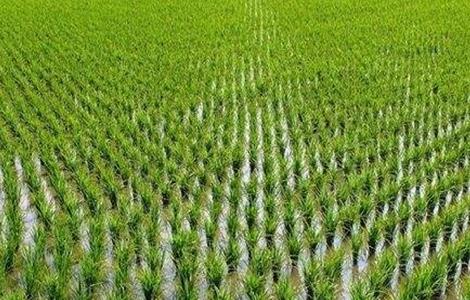 水稻如何管理防治病虫害 水稻如何管理防治病虫害措施