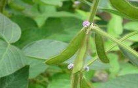 大豆花期管理要点 大豆花期管理及病虫害防治