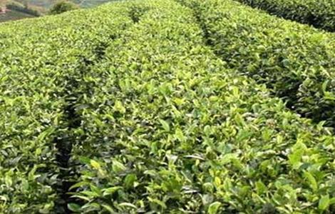 苦丁茶的种植技术（苦丁茶种植技术规程）
