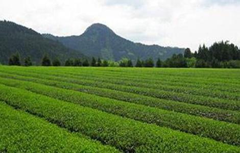 茶树的生长环境要求 茶树的生长环境要求有哪些