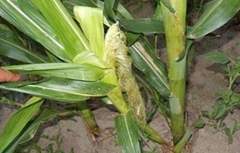 玉米分蘖产生的原因有哪些?如何对待玉米的分蘖? 玉米分蘖原因及防治方法