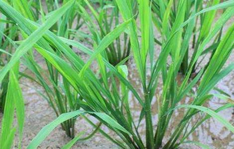 水稻分蘖过多解决措施 水稻分蘖期长势过旺怎么办