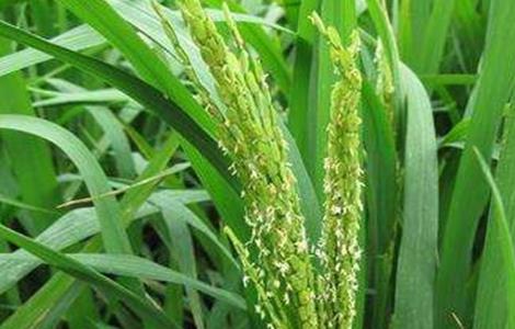 水稻结实期管理要点 水稻结实期管理要点是什么