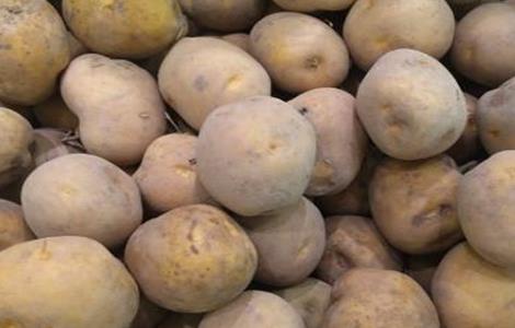 秋季土豆什么时候种植好 秋季土豆什么时候种植