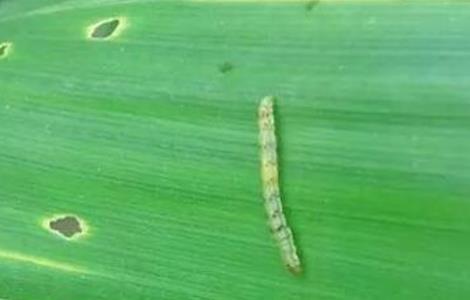 玉米粘虫防控不佳原因及正确防控措施