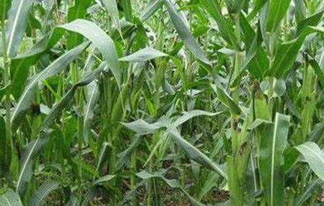 玉米灌浆期如何管理好 玉米灌浆期如何管理