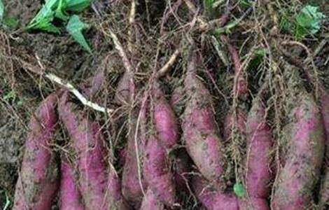 红薯膨大期施肥方法 红薯膨大期施肥方法和时间