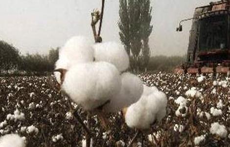 影响棉花纤维品质的因素有哪些 影响棉花质量的主要因素