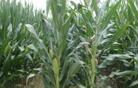 玉米穗期管理方法 玉米抽穗期管理技术