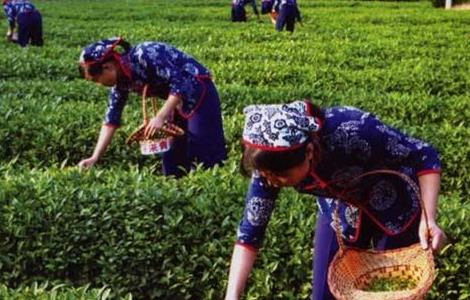 茶树采摘后怎么管理的 茶树采摘后怎么管理