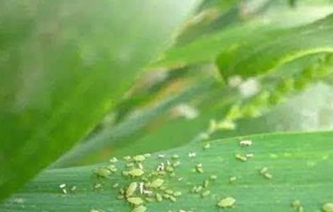 玉米蚜虫的防治方法 玉米蚜虫怎么防治