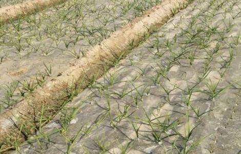 小麦缺苗断垄如何补救措施 小麦缺苗断垄如何补救