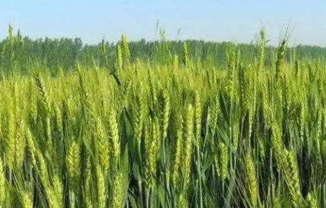 春小麦产量低的原因（春小麦产量高吗）