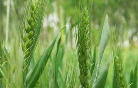 影响小麦高产的因素 影响小麦高产的因素是