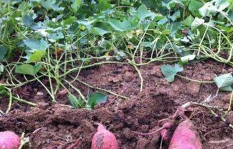 红薯后期施什么肥 红薯后期如何施肥