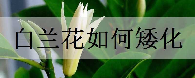 白兰花如何矮化（白兰花如何矮化种球）