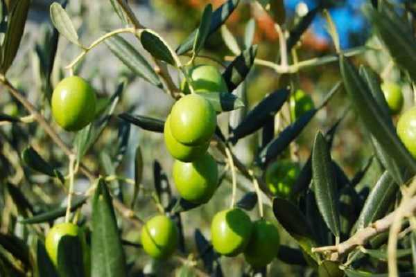 橄榄最新病虫害防治 预防方法有哪些