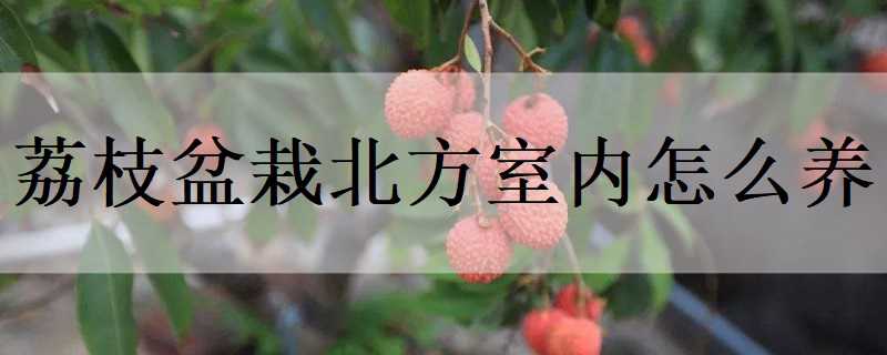 荔枝盆栽北方室内怎么养（北方室内可以种荔枝吗）