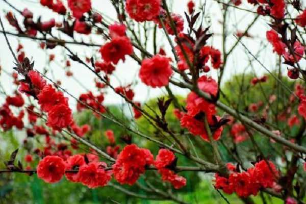 红梅花和海棠花的区别是什么，怎样区分二者