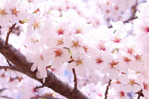 染井吉野樱和大岛樱的区别有哪些 染井吉野樱花与早樱一样吗