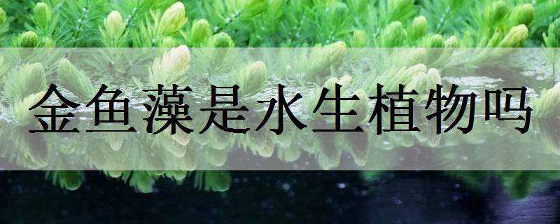 金鱼藻是水生植物吗