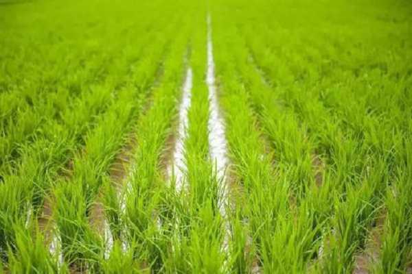 水稻是水生植物吗，生长过程整理 水稻的种植和生长过程
