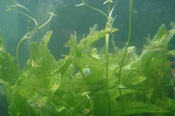 水下植物有哪些，养殖方法是什么 什么植物可以种在水底