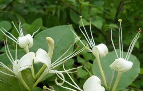 金银花种植前景怎么样 金银花种植前景如何