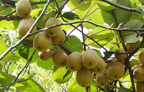 猕猴桃种植条件有哪些特点 猕猴桃种植条件有哪些