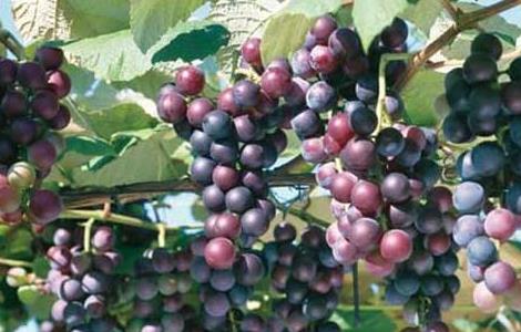 夏黑葡萄由来 夏黑葡萄原产地是哪里