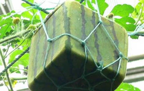 方形西瓜怎么种出来的 方形西瓜怎么种