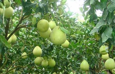 柚子种植气候条件 柚子种植环境条件