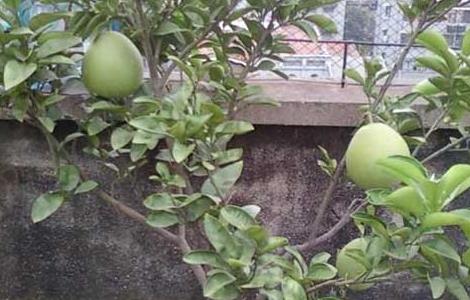 盆栽柚子树的养殖方法和注意事项 盆栽柚子树的养殖方法