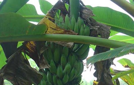 香蕉有种子吗 三倍体香蕉有种子吗