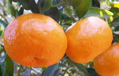 柑橘的产地分布 柑橘的产地分布特点