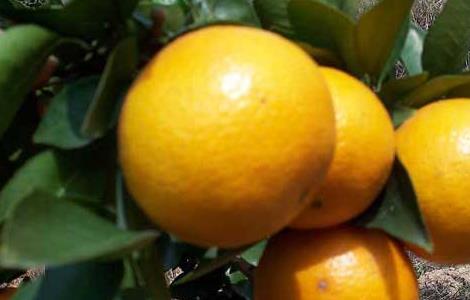 柑橘的存储方法有哪些 柑橘的存储方法有哪些种类